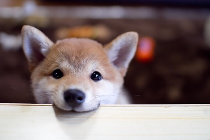 cute-dog-pix-2.jpg
