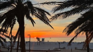 Palm tree sunset